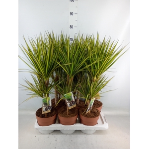 Dracaena marg. 'Sunray'