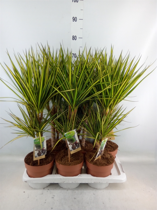 <h4>Dracaena marg. 'Sunray'</h4>