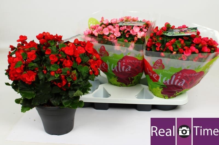<h4>BEG EN BETULIA GEM</h4>