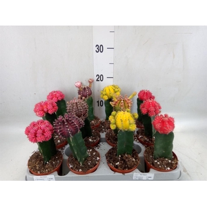 Gymnocalycium mihanov. 'Brasil'