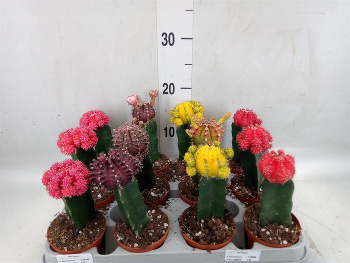 <h4>Gymnocalycium mihanov. 'Brasil'</h4>