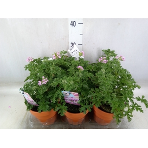 Pelargonium graveolens