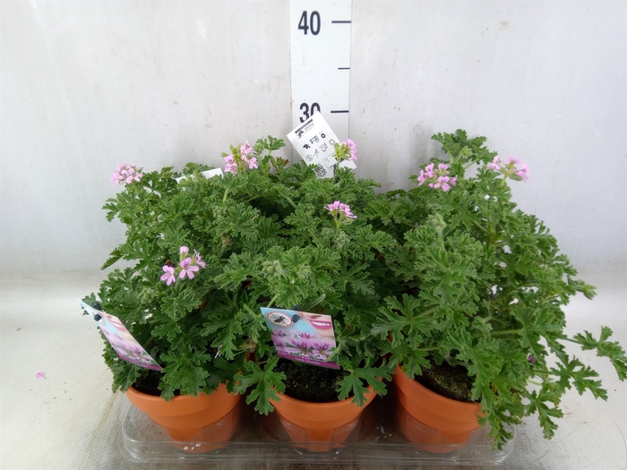 <h4>Pelargonium graveolens</h4>