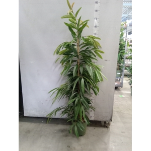 Ficus binn. 'Amstel King'