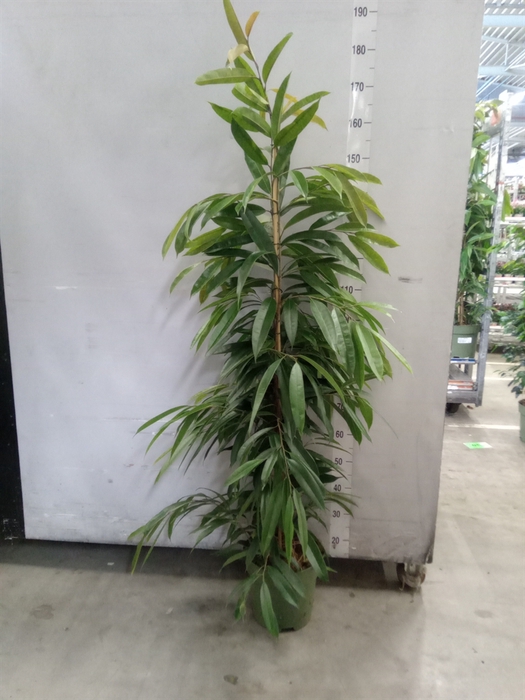 <h4>Ficus binn. 'Amstel King'</h4>