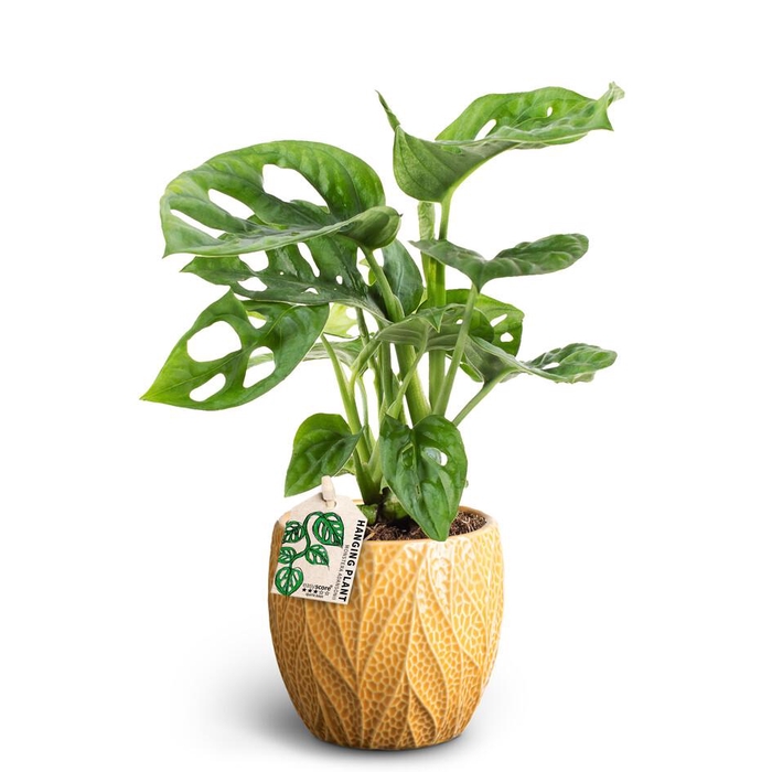 <h4>MONSTERA FRIEDRICHSTAHLII P10 LEAF</h4>