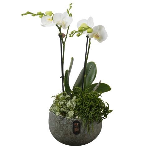 <h4>PTIB5331 Arrangement Indoor in keramiek schaal</h4>