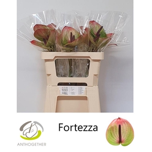 ANTH A FORTEZZA 30 OPZET