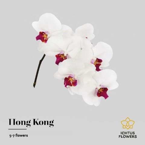 <h4>Phalaenopsis Red Lips 5-7</h4>