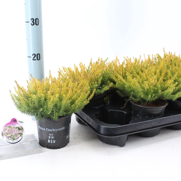 <h4>Erica darl. 'Mary Helen'</h4>