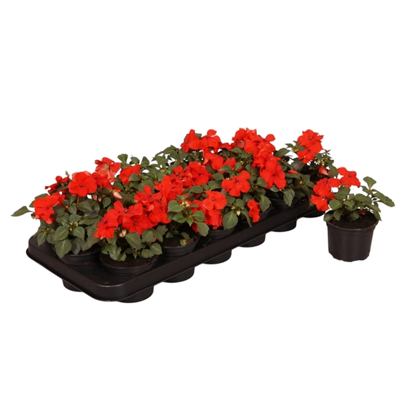<h4>Impatiens Walleriana Grp rood p9</h4>