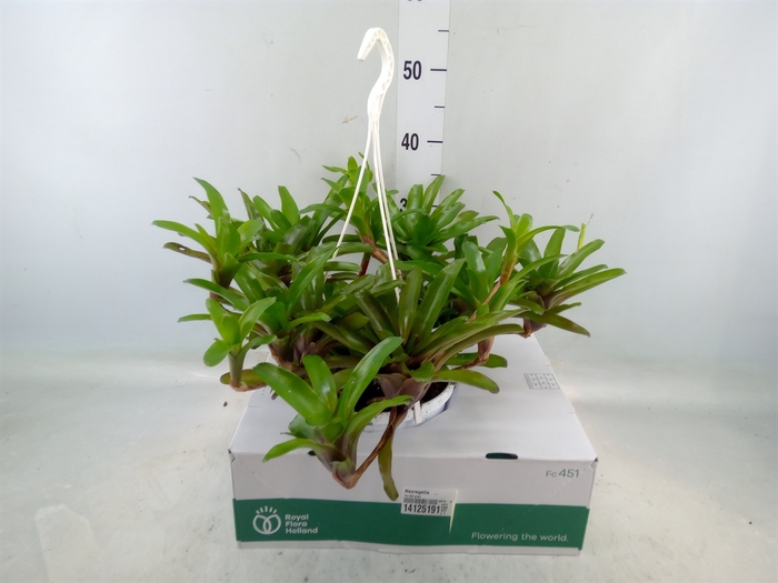 <h4>Neoregelia   ...</h4>