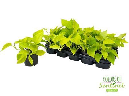 Epipr Golden Pothos