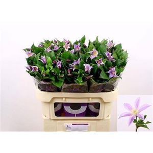 Clematis Star River 70cm