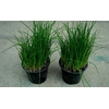 Allium schoenoprasum