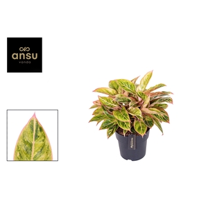 Aglaonema Salmon Fantasy