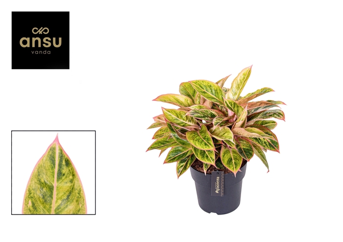 <h4>Aglaonema Salmon Fantasy</h4>