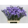 Limonium Sinuatum Donau Birds