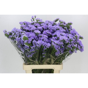 Limonium Sinuatum Donau Birds