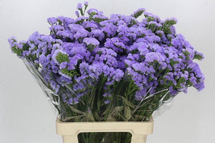 <h4>Limonium Sinuatum Donau Birds</h4>
