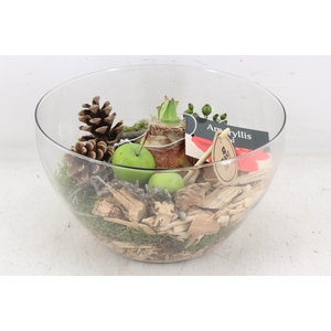 arr4 Amaryllis PL - Glas coupe frank x2