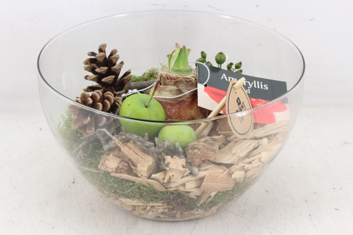 <h4>arr4 Amaryllis PL - Glas coupe frank x2</h4>