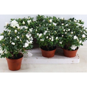 RHODO SI WITTE VOGEL P14