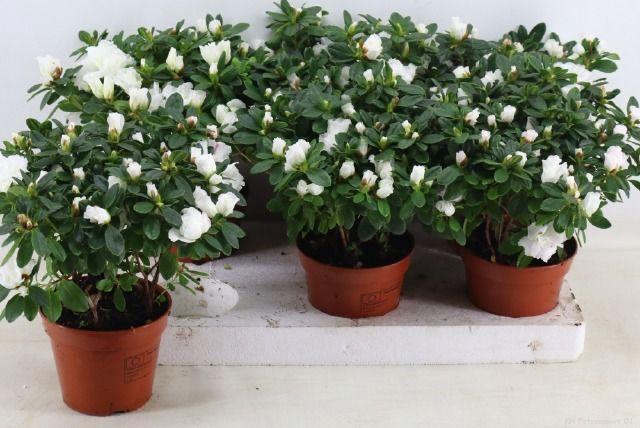 <h4>RHODO SI WITTE VOGEL P14</h4>