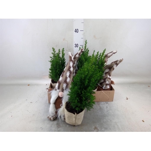 Chamaecyparis laws. 'Ellwoodii'