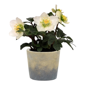 Helleborus n. Christmas Carol 7cm in beton pot Luna keramiek