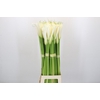 Zantedeschia Eydolls White