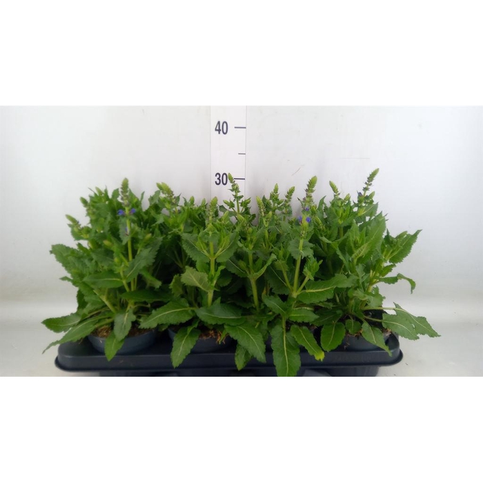 <h4>Salvia sylvestris 'April Night'</h4>