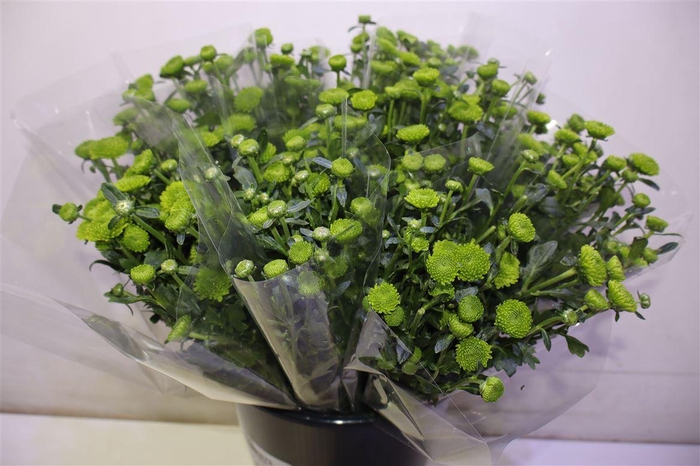 <h4>Chr S Aaa Peptalk</h4>