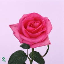 Rosa spray aerobic