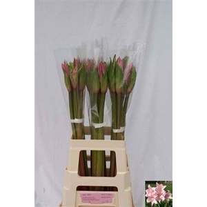 Amarcrinum L. Pink