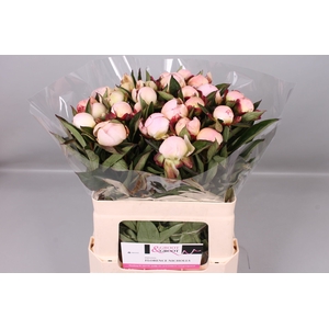 Paeonia Florence Nicholls