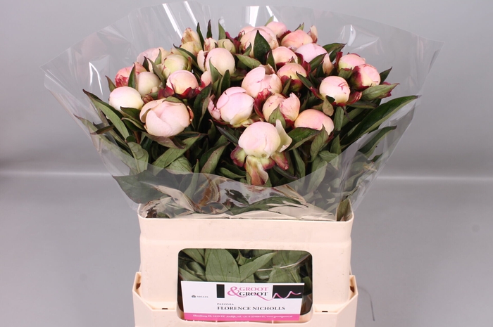 <h4>Paeonia Florence Nicholls</h4>