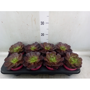 Aeonium arboreum 'Velours'