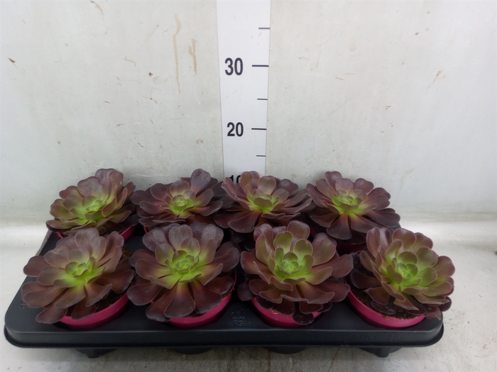 <h4>Aeonium arboreum 'Velours'</h4>