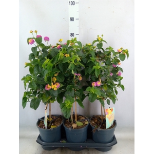 Solanum jasminoides
