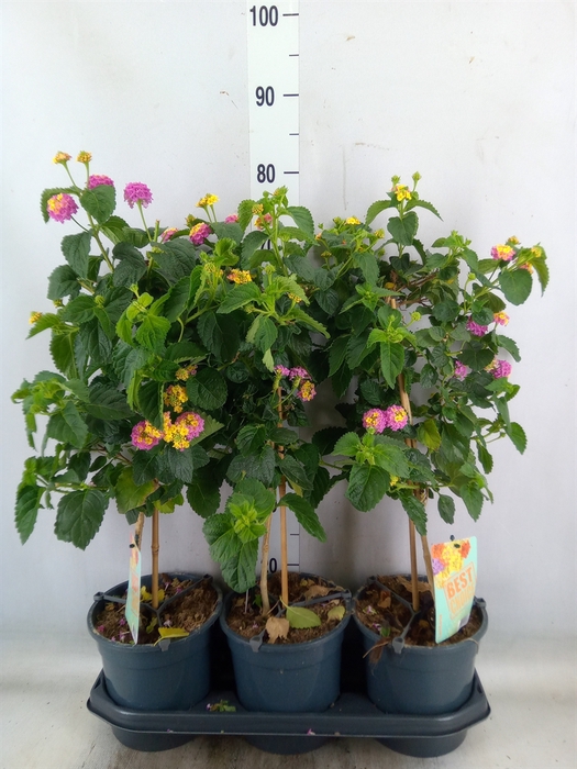 <h4>Solanum jasminoides</h4>