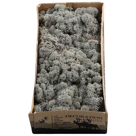 <h4>Ijslandmos (reindeer) Antracietgrijs</h4>