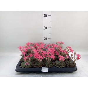 Graptopetalum tacitus