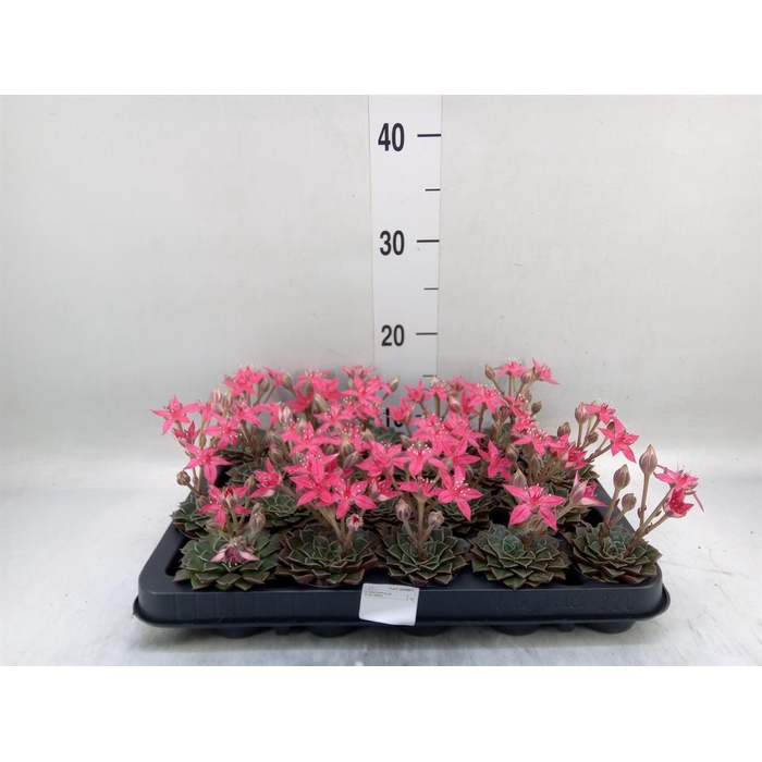<h4>Graptopetalum tacitus</h4>