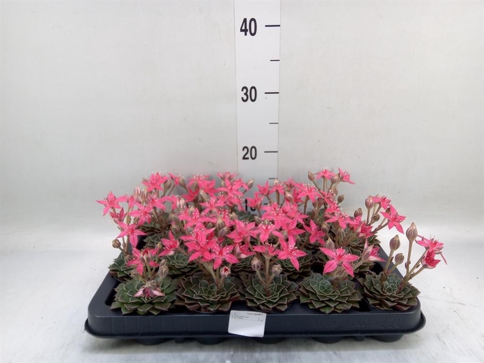 <h4>Graptopetalum tacitus</h4>