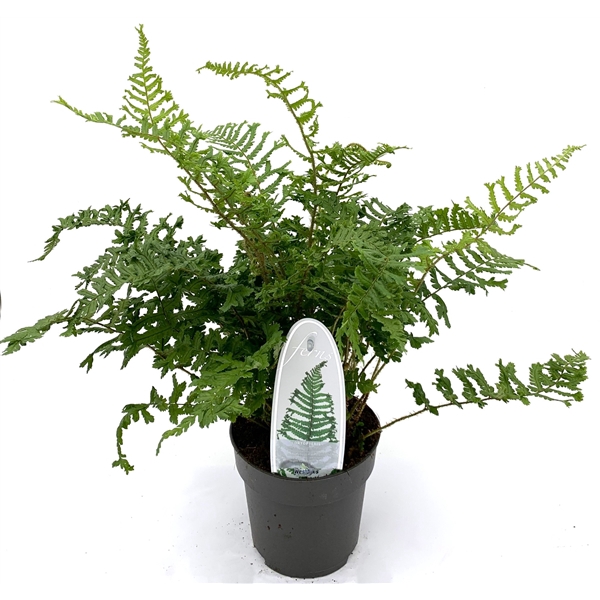 <h4>Dryopteris aff. 'Cristata the King' ES13 10l</h4>