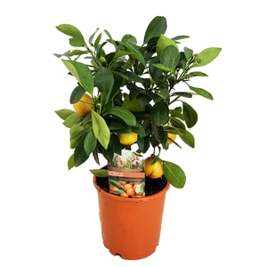 Citrus calamondin