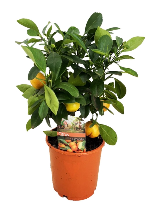 <h4>Citrus calamondin</h4>
