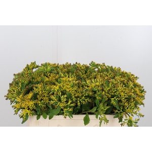 Sedum Overig