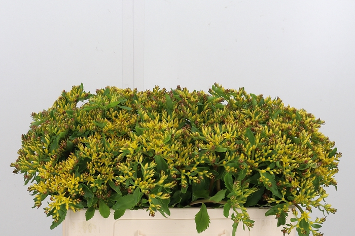 <h4>Sedum Overig</h4>